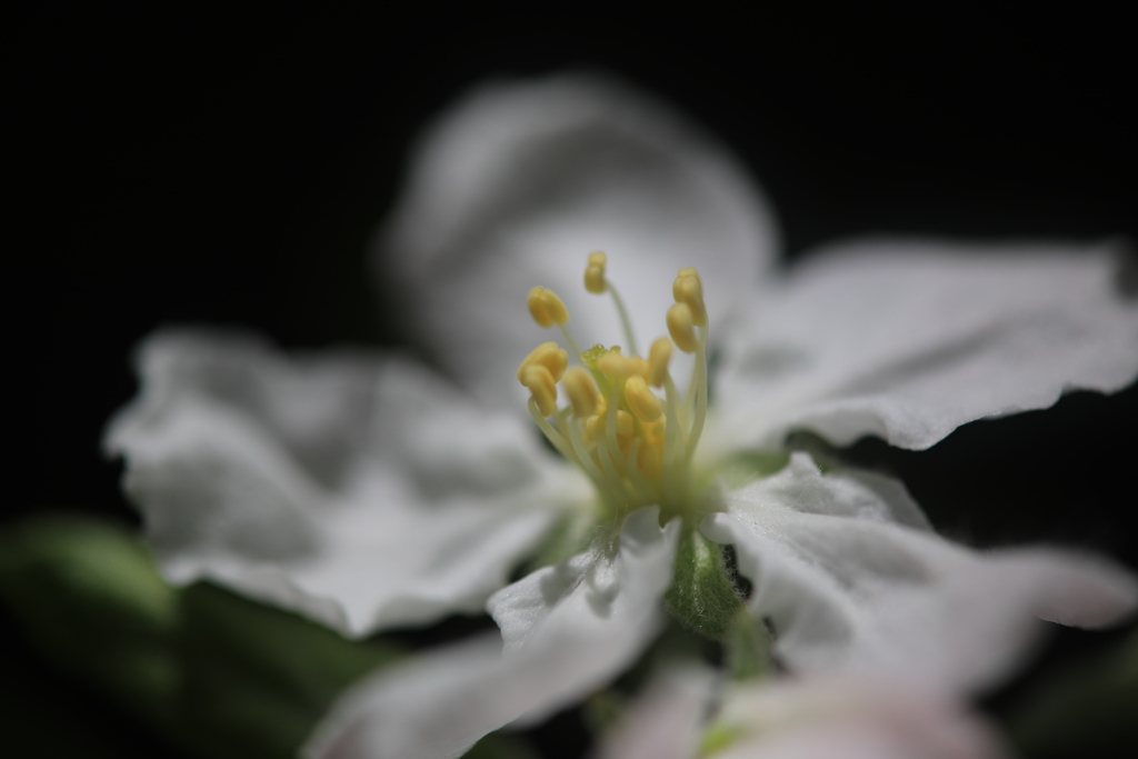 りんごの花