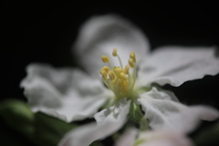 りんごの花