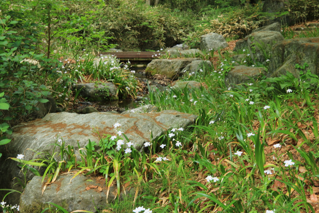近所の公園・3