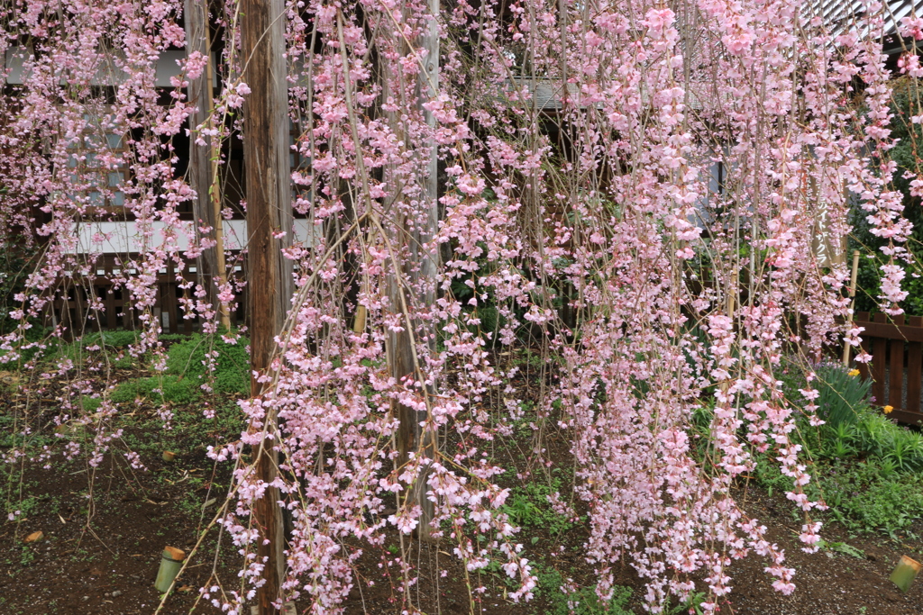 花シャワー　1