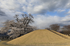 古墳と桜