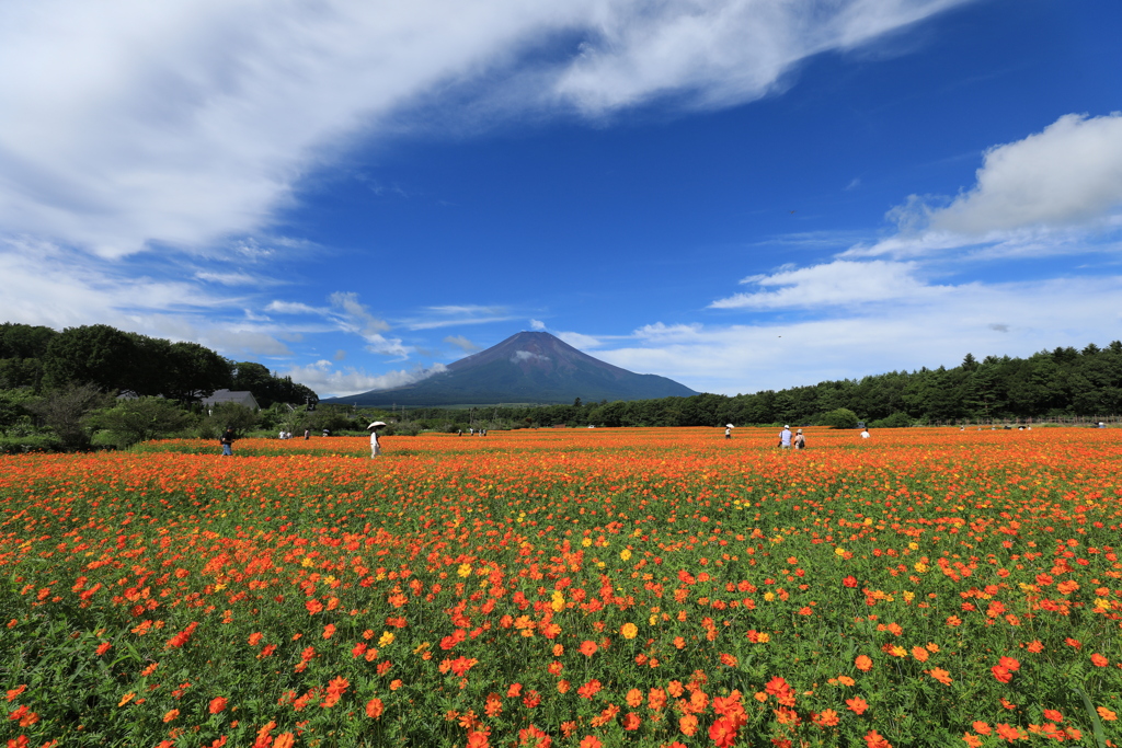 黄花コスモスと富士