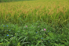 田んぼの土手