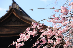 鐘楼としだれ桜