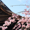 鐘楼としだれ桜