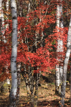 白樺と紅葉