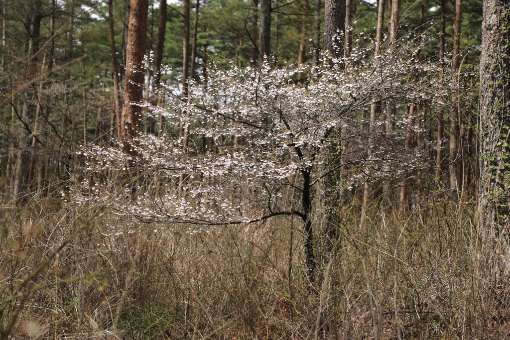 山桜