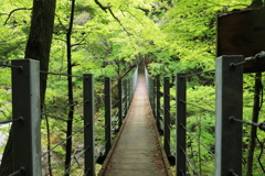 新緑の渓谷