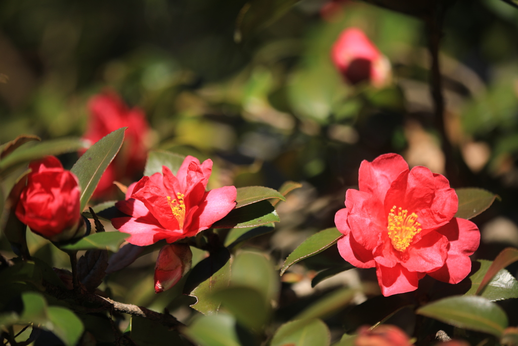 山茶花