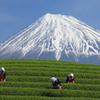 茶摘み（今年も行けませんでした〃）