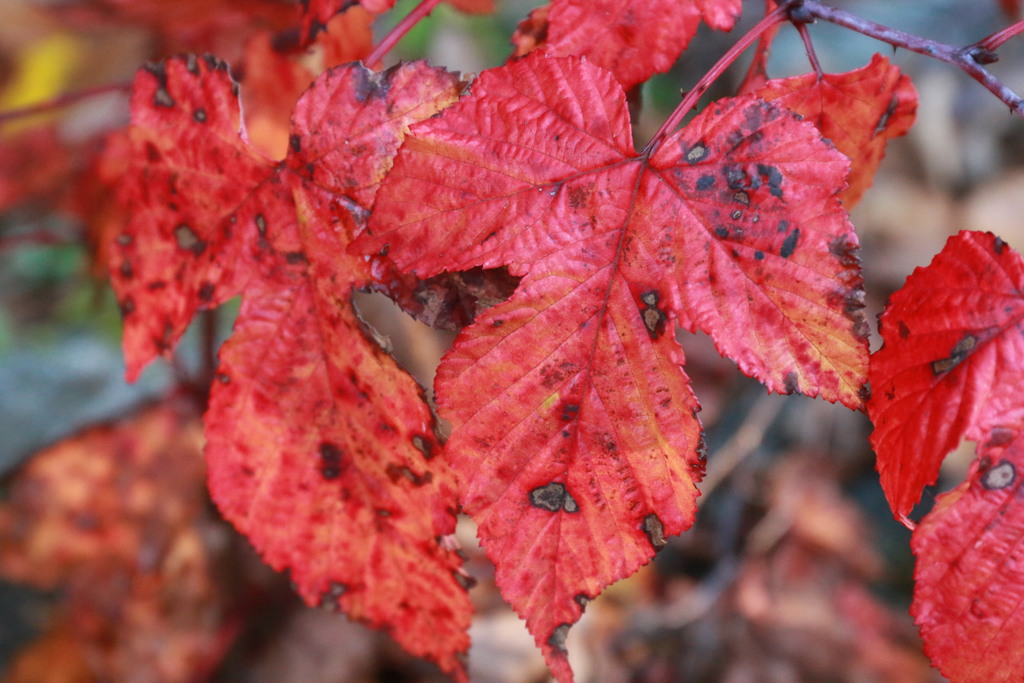 紅葉・1