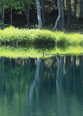 静寂の池