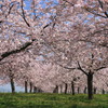 小布施の桜並木：2