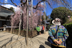 枝垂れ桜・美女軍団