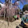 枝垂れ桜・美女軍団