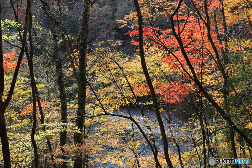 渓谷の紅葉