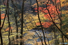 渓谷の紅葉