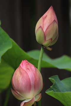 未敷蓮華