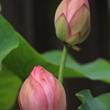未敷蓮華