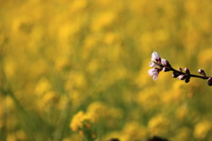 桃の花〃