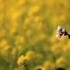 桃の花〃