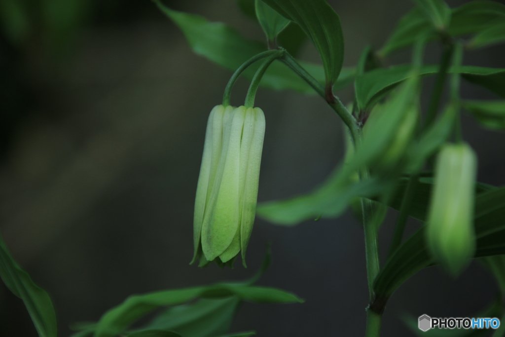 庭のアマドコロ