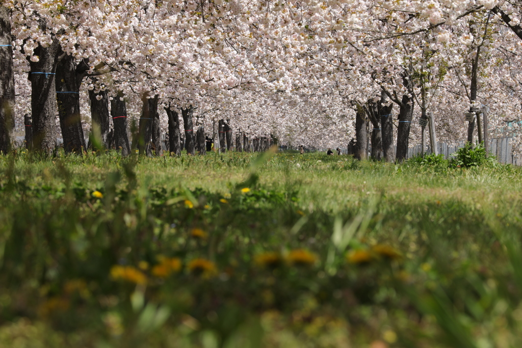 小布施の桜並木 By Kubo H Id 写真共有サイト Photohito