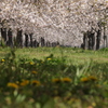 小布施の桜並木