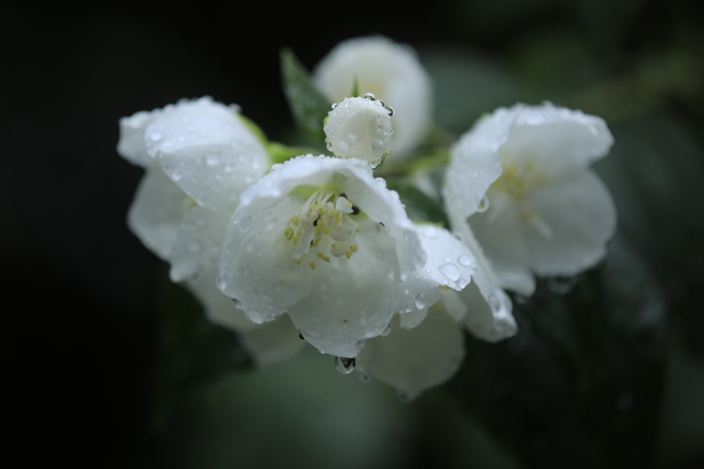 雨に打たれる「梅花空木」