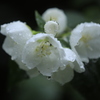 雨に打たれる「梅花空木」