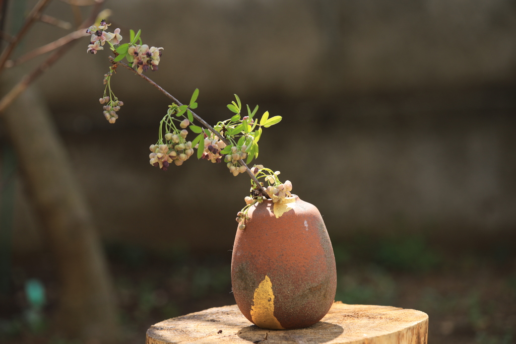 一輪挿し「木通の花」