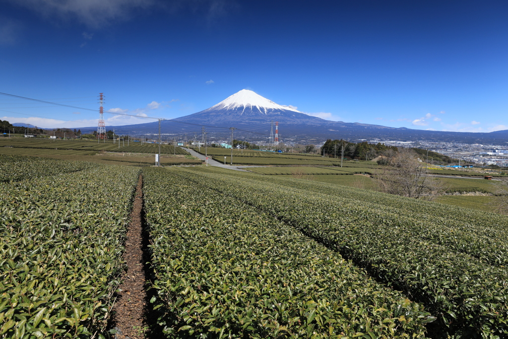 富士の麓の茶畑
