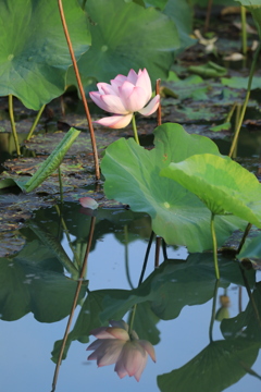 水鏡