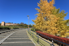 秋空とイチョウ