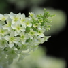恵林寺・3（紫陽花）