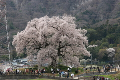 わに塚の桜