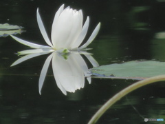 睡蓮・1