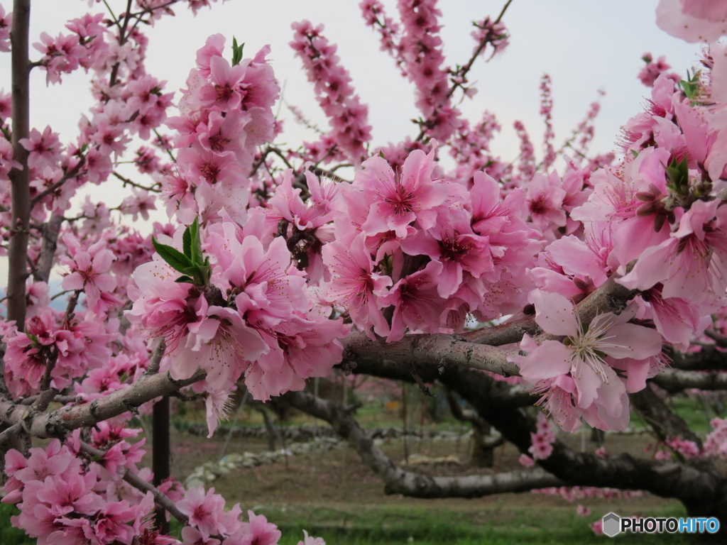ザ・・桃花　Ⅰ