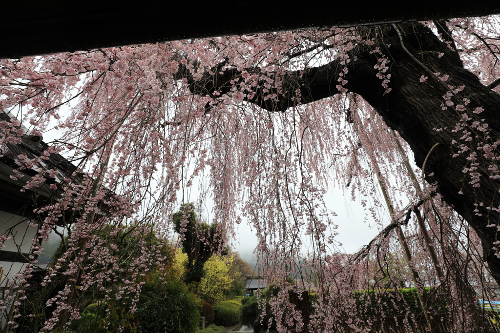 慈雲寺