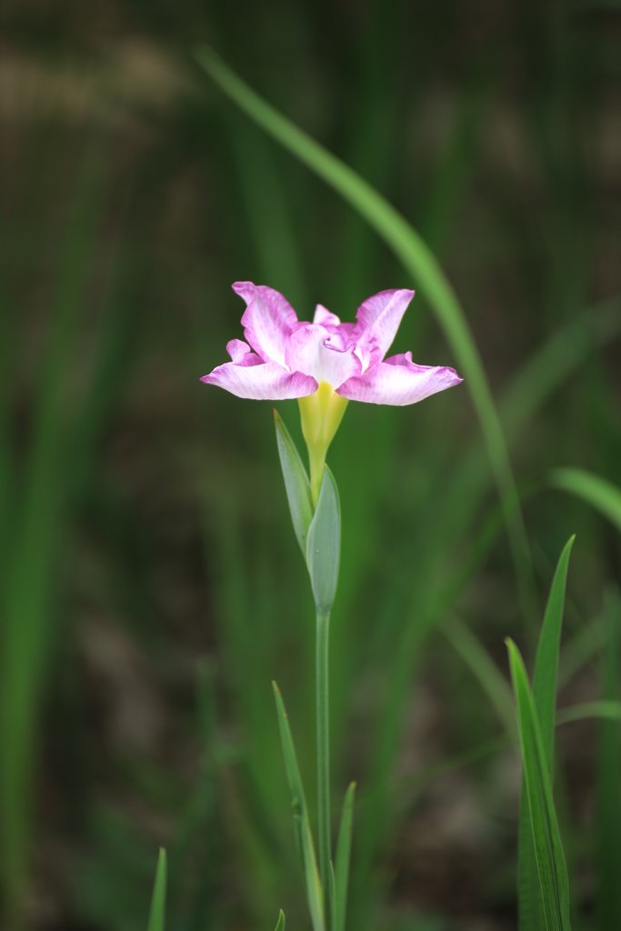 菖蒲