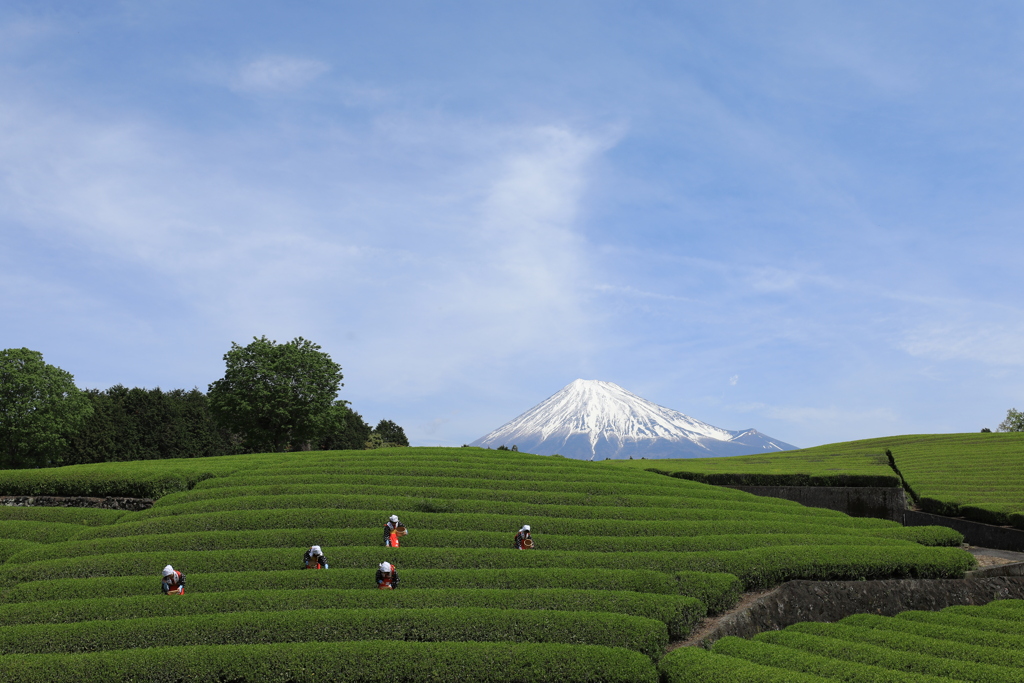 昨年の　「茶祭り」