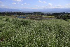 そばの花