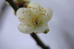 白梅