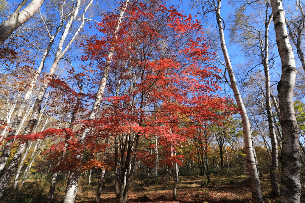 白樺群生地の紅葉