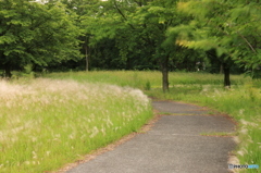 風跡　1
