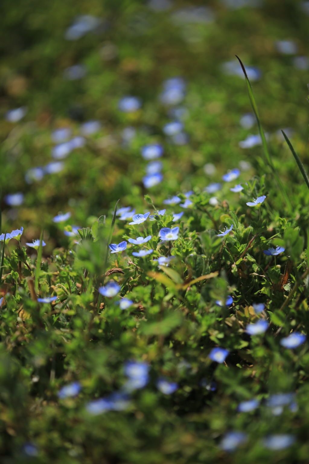 散歩「土手の花」