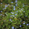 散歩「土手の花」