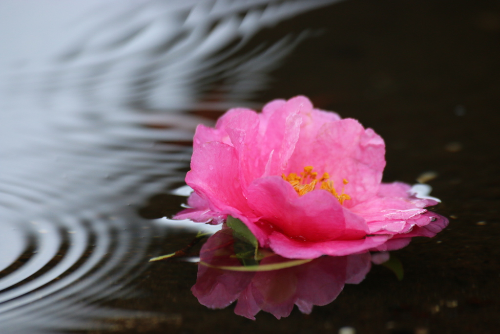 手水鉢に花