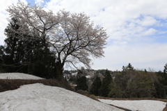 棚田の雪中桜・2