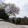 棚田の雪中桜・2